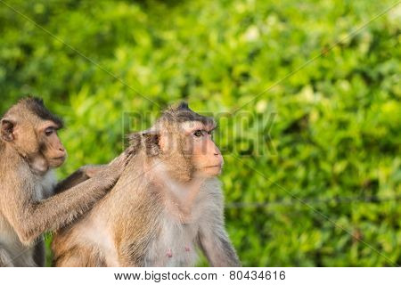 Monkey