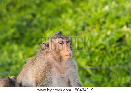 Monkey