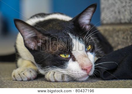 Annoying Cat