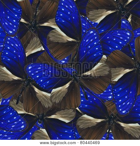 Compilation of Stripe BLue Crow Butterflies in a great background texture