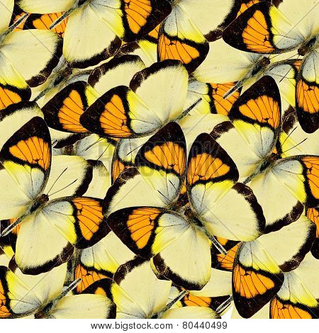 Compilation of Yellow Orange Tip butterflies in a great background texture