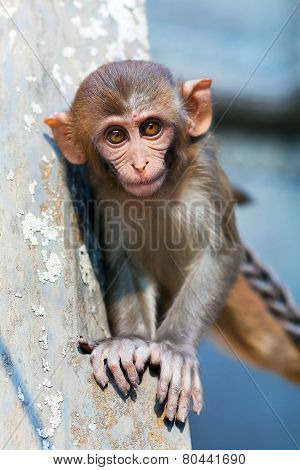 rhesus macaque monkey