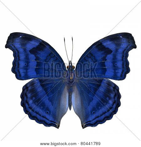 Elegant blue butterfly in fancy color isolated on white background