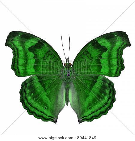Elegant green butterfly in fancy color isolated on white background