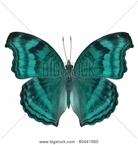 Elegant pale blue butterfly in fancy color isolated on white background
