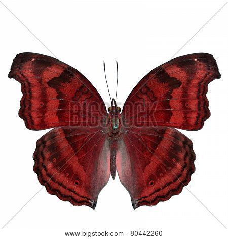 Elegant sweet red butterfly in fancy color isolated on white background