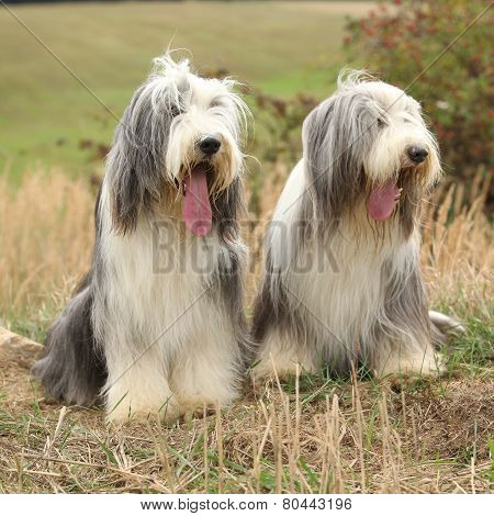 Couple Of Amazing Bearded Collies