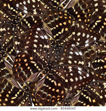 Exotic Brown And Yellow Background Of Great Archduke Butterfly