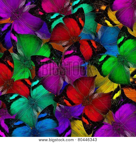 Exotic Colorful Background Made Of Autumn Leaf Butterflies In A Great Compilation Texture