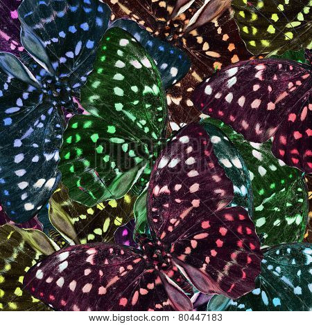 Exotic Colorful Background of Great Archduke Butterflies