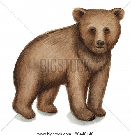 Brown Bear