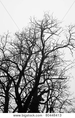 Winter scene