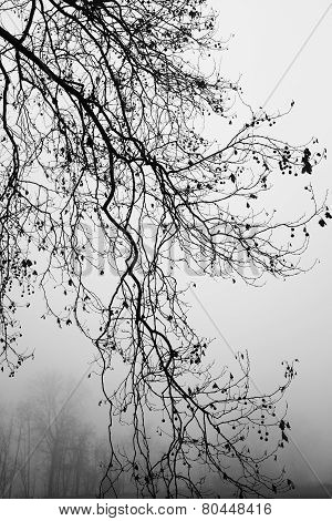 Winter scene