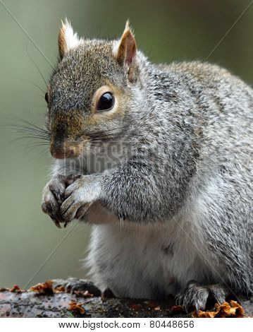 Gray Squirrel Close Up