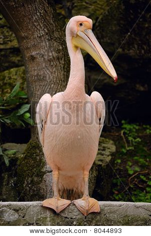 Pelican