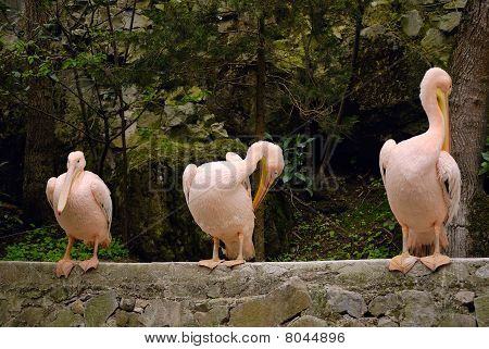 Pelican
