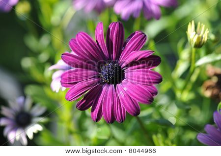 Deep purple fiore Osteospermum