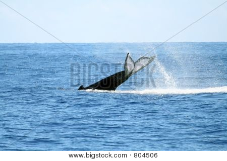китов, ударяя воды
