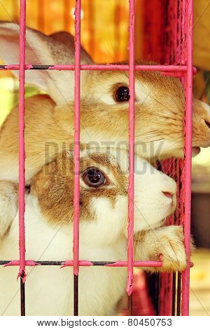 White Striped Rabbit In A Cage.