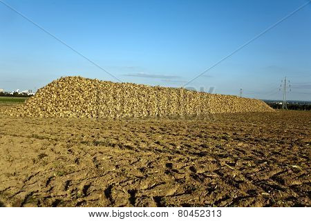Acres With Sugar Beets