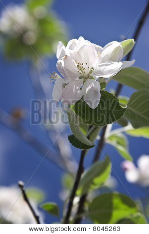 Fiore bianco
