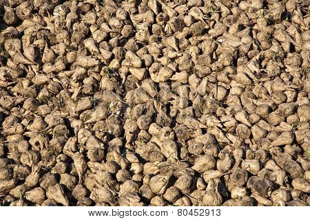 Acres With Sugar Beets