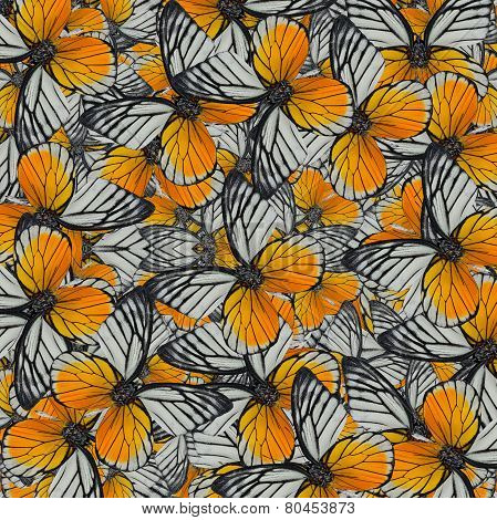 Exotic of Great Yellow Background Pattern made of Red-spot Sawtooth Butterflies