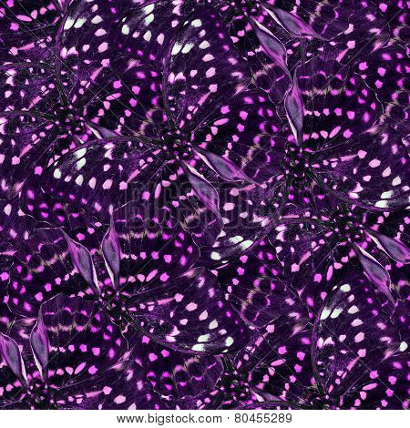 Exotic Of Purple Background Texture Made Of Great Archduke Butterflies