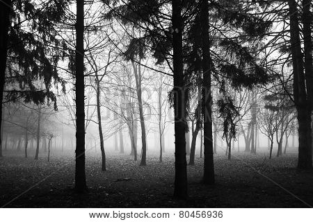 Winter scene