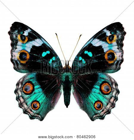 Female Of Blue Pansy Butterfly In Fancy Light Green Color Profile Isolated On White Background