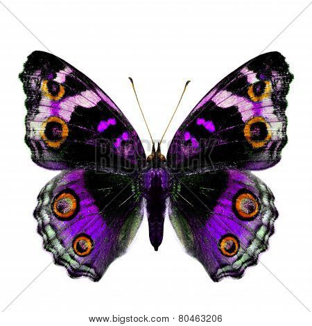 Female Of Blue Pansy Butterfly In Fancy Purple Color Profile Isolated On White Background