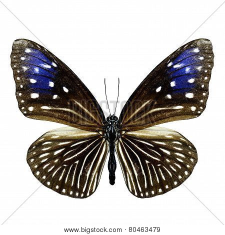 Female Of Stripe Blue Brow Butterfly Isolated On White Background