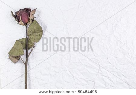 Dried Rose
