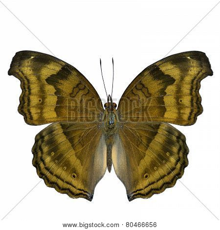 Golden Autum Leaf Buttefly Uppper Wing In Natural Color Profile Isolated On White Background