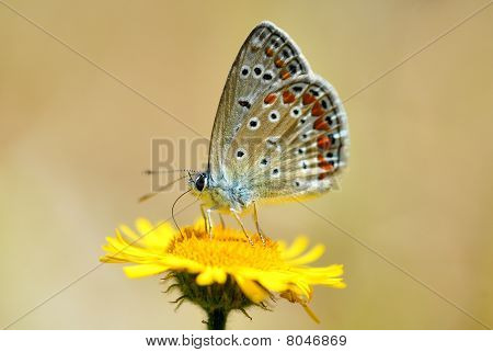 Lycaenidae
