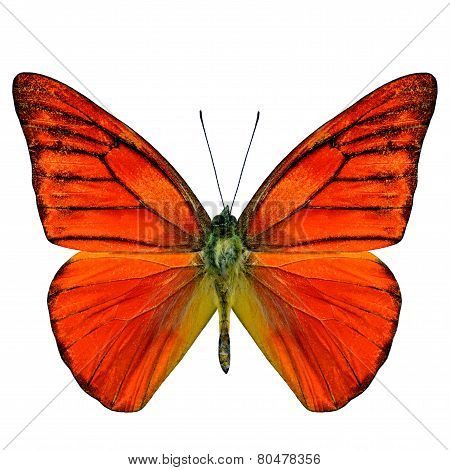 Orange Albatross Butterfly (appais Nero) Upper Wing Profile In Natural Color Isolated On White Backg