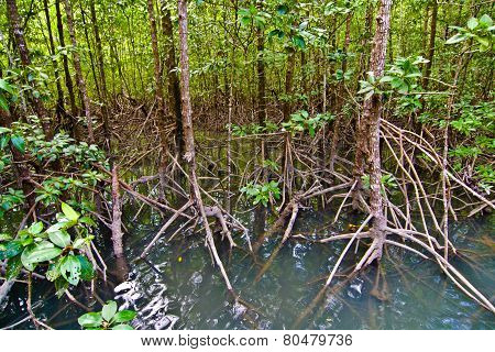 Mangrove Forest