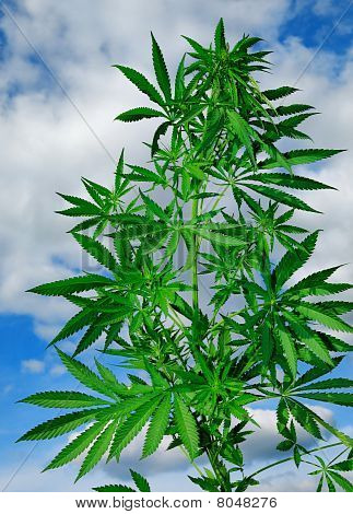 Plante de cannabis sur ciel bleu