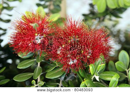 Callistemon Subulatus Flowers