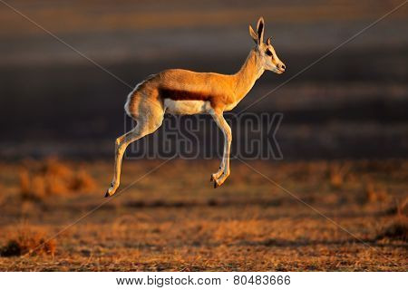 Springbok antelope (Antidorcas marsupialis) jumping or pronking, South Africa