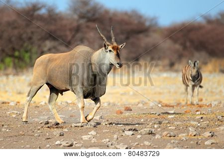 Large male eland antelope (Tragelaphus oryx), Etosha National Park, Namibia 