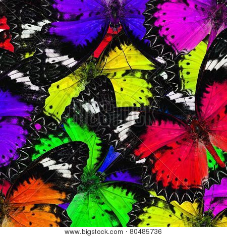 Sweet Malay Lacewing Butterflies In A Gace Complilation Colorful Background Texture