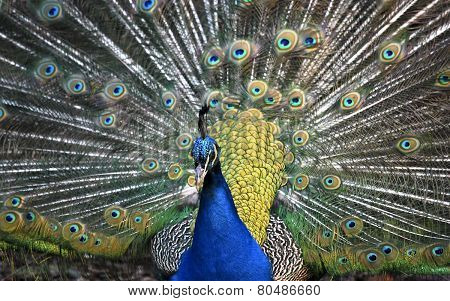 Peacock in the Royal Baths Park in Warsaw