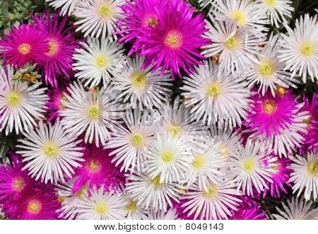 Pink og hvide britiske farverige Mesembryanthemums (ice anlæg) blomster.