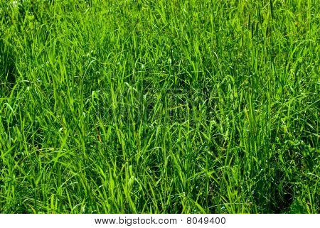 Long Green Grass