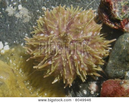 Riccio di mare verde, Strongylocentrotus droebachiensis