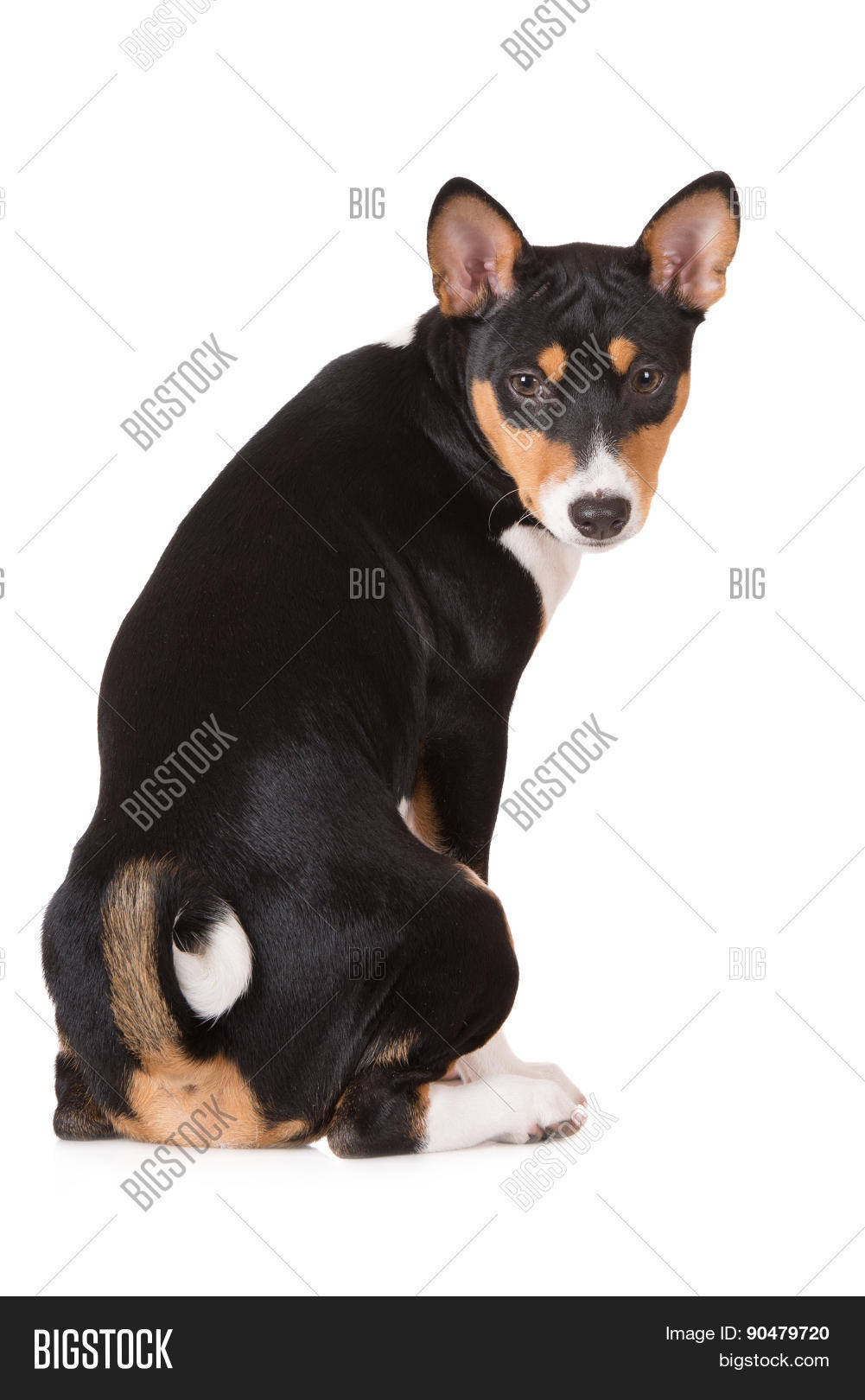 basenji tricolor