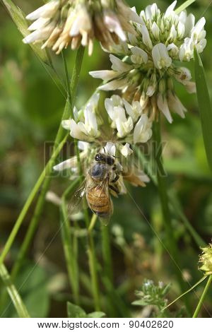 Honey Bee