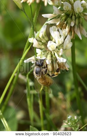 Honey Bee