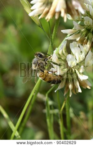 Honey Bee